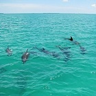 eco discovery dolphins playground key west sailing adventure
