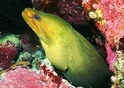 green moray eel vacation activities with key west sailing adventure