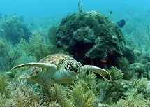 hawksbill sea turtle cruising the reef key west sailing adventure