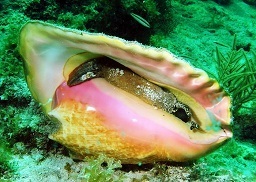 queen conch key west sailing adventure best sight seeing ever