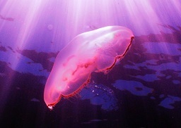 moon jellyfish silhouette key west sailing adventure