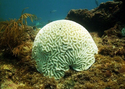 pristine brain coral key west sailing adventure