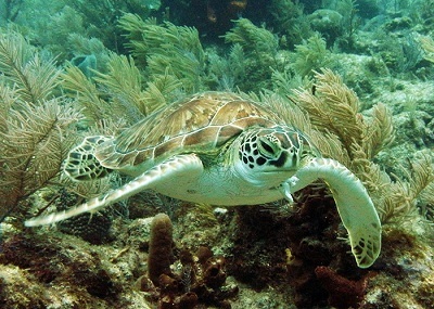hawks bill sea turtle up close snorkel with key west sailing adventure
